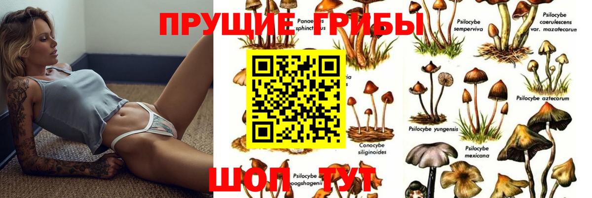 Псилоцибиновые грибы Psilocybe Киров
